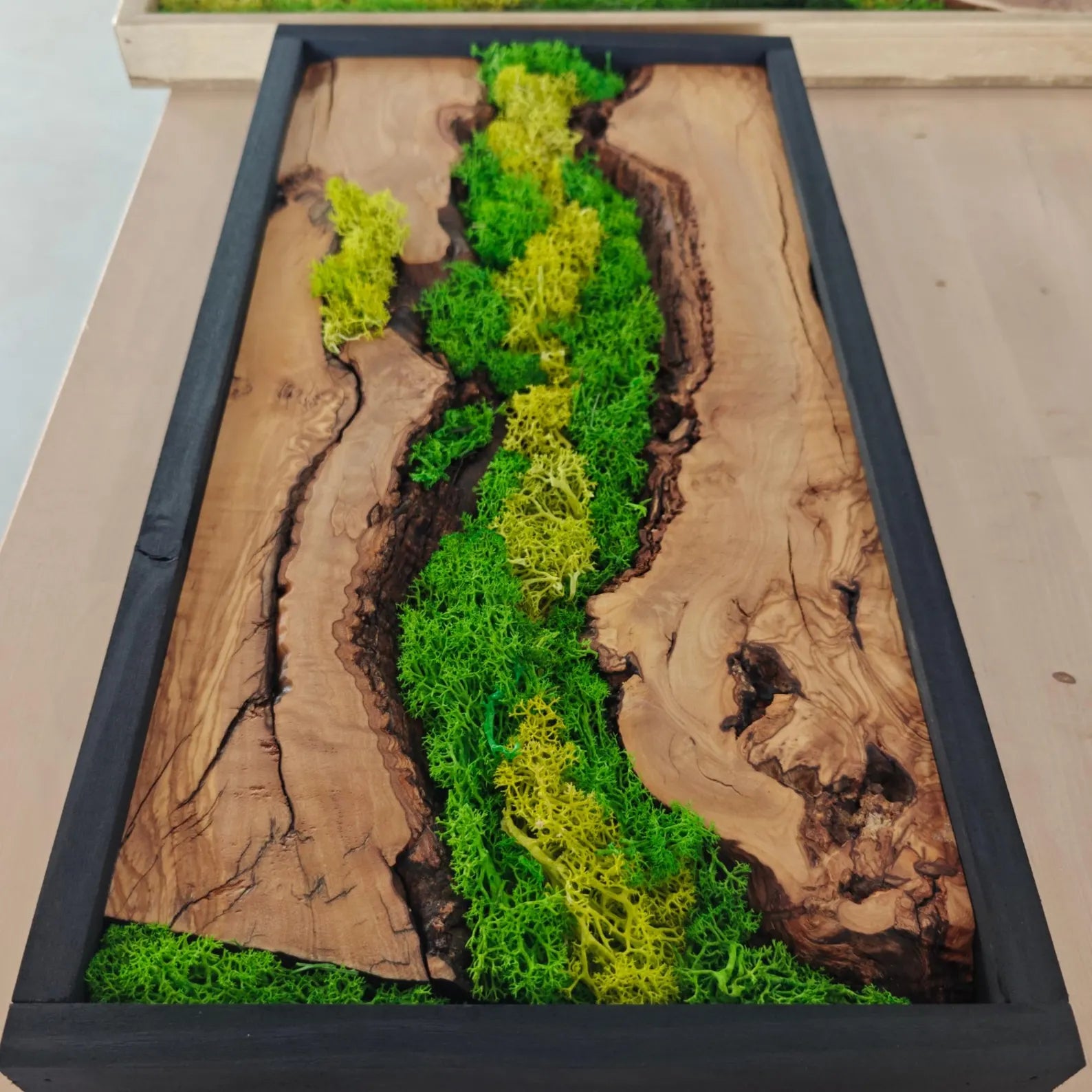Olive Wood with 2 shapes of moss. Art Piece.